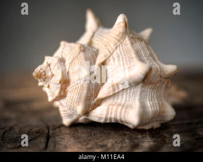 Closeup of a brown conch shell on a tree trunk. (Color version). Stock Photo
