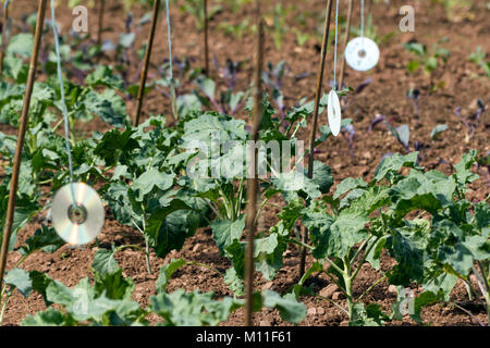 Unwanted CD's used to keep birds away from young crops Stock Photo