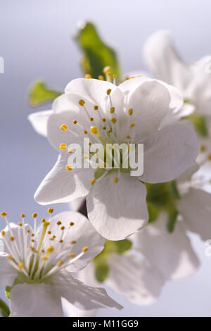 Prunus domestica 'Haroma' - Zwetsche - Plum Stock Photo