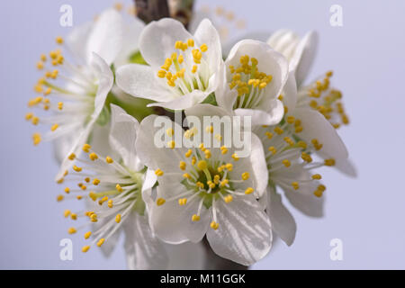 Prunus domestica 'Haroma' - Zwetsche - Plum Stock Photo