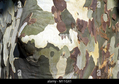 Old gnarled Plane Tree bark pattern Stock Photo