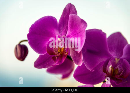 Close up image of a purple Orchidea in bloom isolated on a soft background Stock Photo