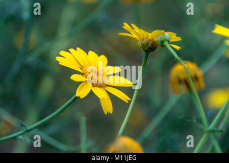 Little wildflower in a green meadow Stock Photo