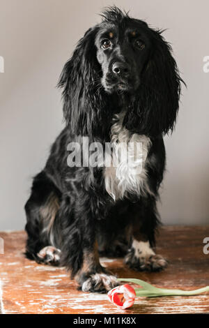Portrait of a purebred russian spaniel in a studio. Black dog. Pink tulip Stock Photo