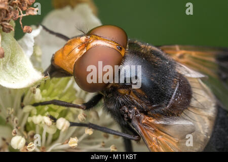 Large Pied-Hoverfly (Volucella pellucens) close up photo of its head. Cahir, Tipperary, Ireland Stock Photo