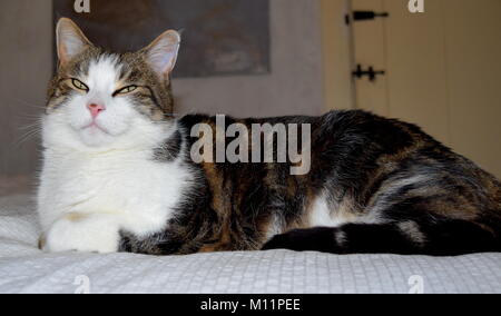 Tabby cat with cute face and white chest Stock Photo