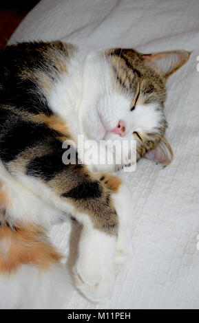 Tabby cat with cute face and white chest sleeping on bed Stock Photo