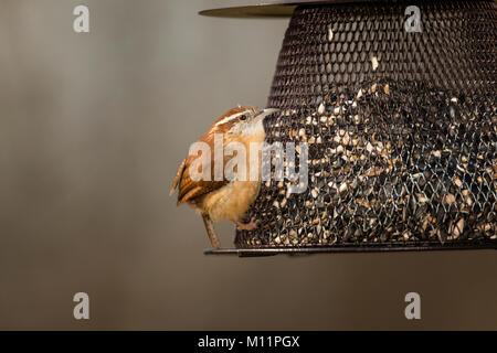 Carolina Wren on seed feeder. Stock Photo