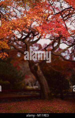 Beautiful red Japanese maple tree, Acer palmatum, in a garden in autumn Kyoto, Japan Stock Photo