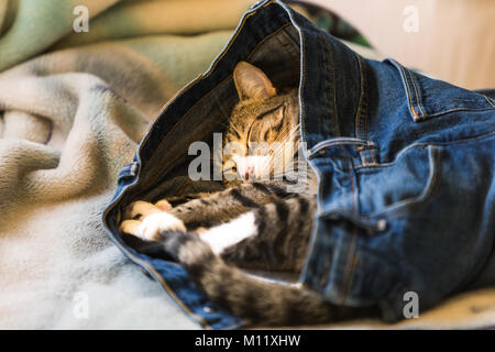 An adorable kitten sleeping in someones blue jeans on a bed Stock Photo