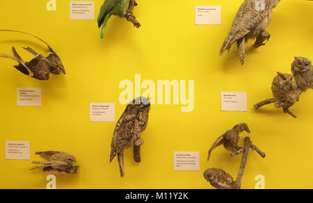 Natural History Museum London England Britain Stock Photo