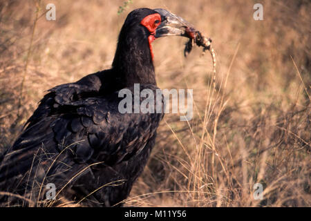 ground hornbill (bucorvus leadbeateri) in kruger national park - south africa Stock Photo