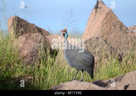 Helmeted Guinea Fowl (Numida meleagris) in Tanzania Stock Photo