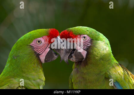 Mexico. Yucatan peninsula. Couple of Military Macaws (Ara militaris). Stock Photo