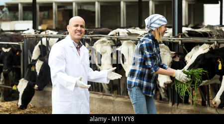 Cheerful two workers of vets working with milky cows in cowhouse outdoors