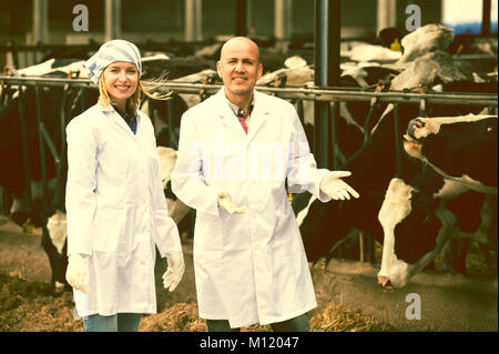 Professional vets working with cows in cowhouse outdoors