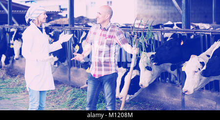 Professionals couple of vets working with milky cows in cowhouse outdoors