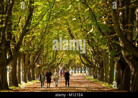 Germany, Cologne, chestnut-lined parkway of the town forest near Deckstein pond.  Deutschland, Koeln, Kastanienallee am Decksteiner Weiher im Stadtwal Stock Photo