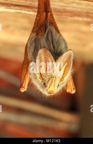 The yellow-winged bat is one of five species of false vampire bat from Africa. Stock Photo