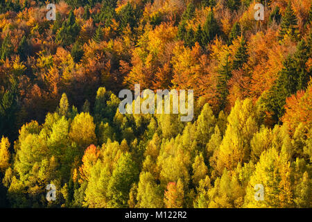 Autumnal mixed forest,near Frauenau,Bavarian Forest National Park,Lower Bavaria,Bavaria,Germany Stock Photo