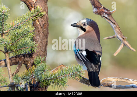 Eurasian jay (Garrulus glandarius) sits in Yew,Tyrol,Austria Stock Photo