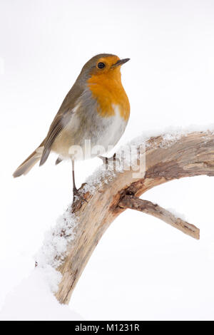 European robin (Erithacus rubecula) sits on branch with snow,Tyrol,Austria Stock Photo