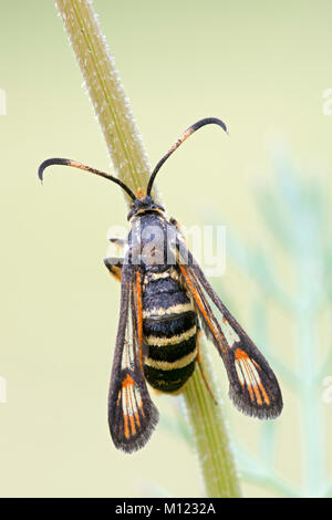 Wasp glasswingers or yellow-legged clearwing (Synanthedon vespiformis) at Halm,Burgenland,Austria Stock Photo