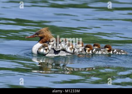Common merganser (Mergus merganser),swimming female with many chicks on her back,Zugersee,Switzerland Stock Photo