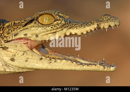 Young Nile crocodile open its mouth Stock Photo