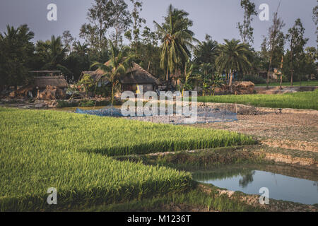 Sunderban tour, Kolkata, India Stock Photo