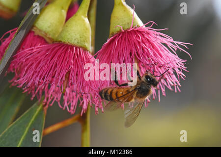 Bee pollinating Eucalyptus  flowers Stock Photo