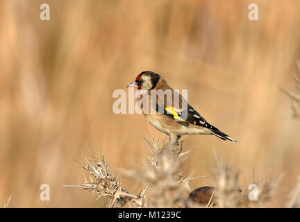 European goldfinch(Carduelis carduelis) on thistle, Israel Stock Photo