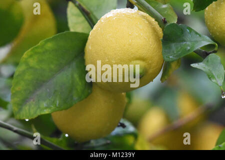 Lemons on tree Stock Photo