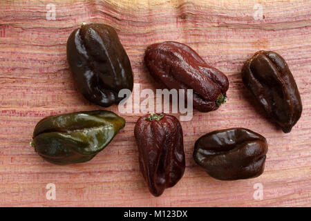 Habanero Chocolate (Capsicum chinense),chilli peppers Stock Photo