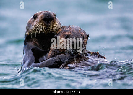 Otters Playing Stock Photo