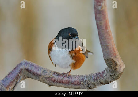 male spotted towhee ,Pipilo maculatus, perched in a tree in Bellingham, WA, USA Stock Photo