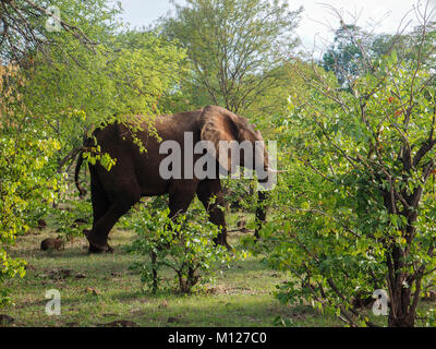 African elephant (Loxodonta africana), cow in the veldt in Zimbabwe, Africa Stock Photo