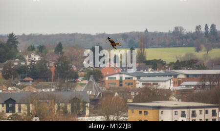 Red Kite flying over a town