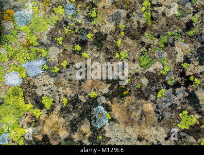 Rock covered with moss and lichen pattern in the colors orange, green, black and brown and white- texture or background Stock Photo