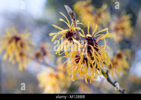 Close-up of witch hazel 'Harry', Hamamelis × intermedia 'Harry' flowers in late winter Stock Photo