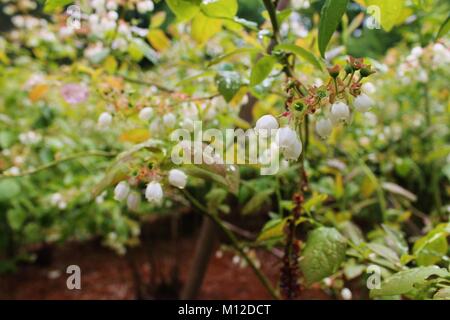 little bell shaped flowers on branches spotted with rain Stock Photo