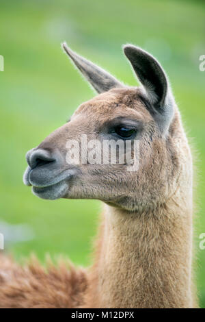 Portrait of Lama glama head blurred blurry background close up in Ohio ...