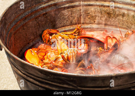 Big pot of steaming lobsters at a traditional New England lobster bake prepared over a wood fire on a sandy beach. Ready to eat. Close up detail. Stock Photo