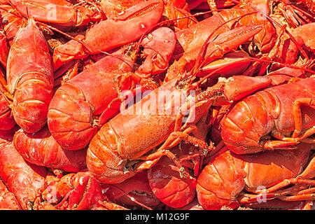 Big pile of fresh lobsters steamed and ready to eat at a traditional New England lobster bake. Top view. Close up detail. Stock Photo