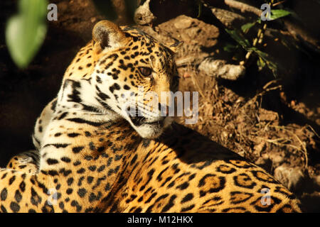 A juvenile Jaguar looking back. Stock Photo