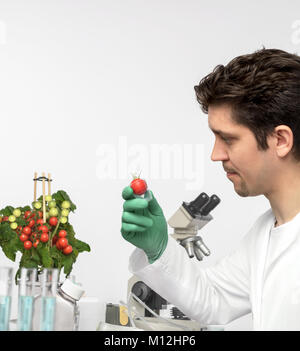 Attentive male biologist or tech with tomato plant. Shallow DOF, focus on the hand that holds sample. Stock Photo