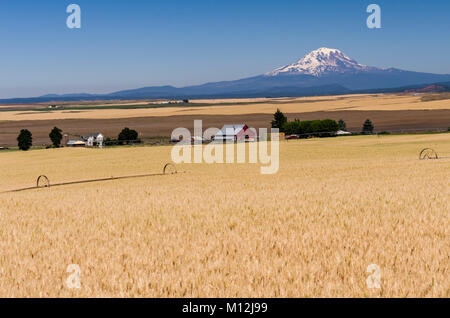 Farmstead and wheat farm with dry wheat ready for harvest with Mount Adams in the distance near Goldendale, Washington, USA Stock Photo