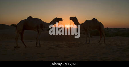 Camels at sunset, Thar Desert, Rajasthan, India Stock Photo