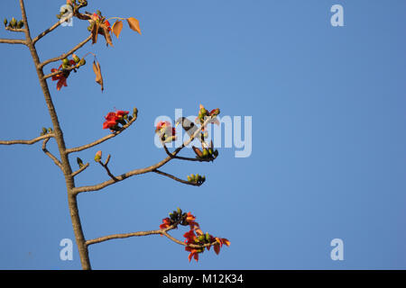 Bird with  Bombax ceiba Flower with blue sky background Stock Photo