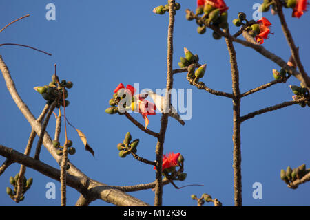 Bird with  Bombax ceiba Flower with blue sky background Stock Photo